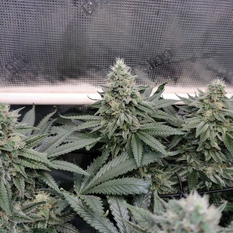 Cookies Kush #2 growlog timeline photo