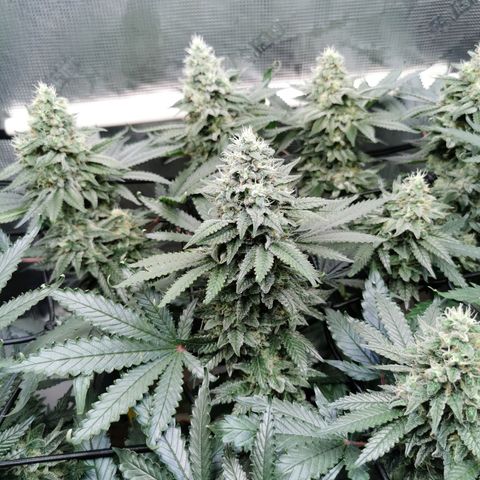 Cookies Kush #2 growlog timeline photo