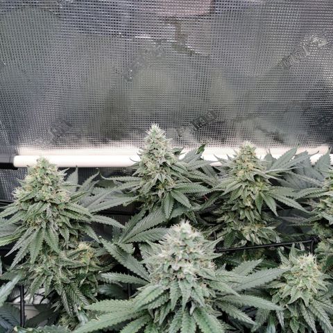Cookies Kush #2 growlog timeline photo