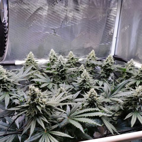Cookies Kush #2 growlog timeline photo