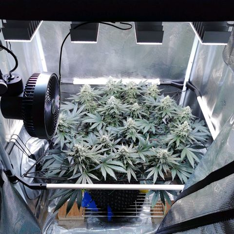 Cookies Kush #2 growlog timeline photo