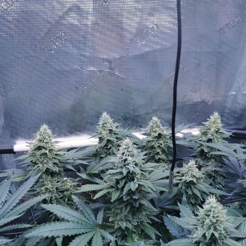 Cookies Kush #2 growlog timeline photo
