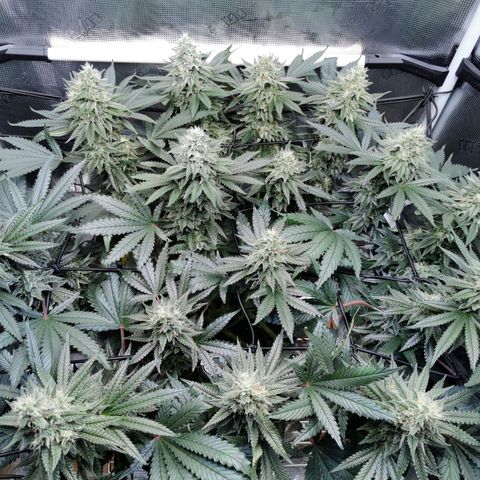 Cookies Kush #2 growlog timeline photo