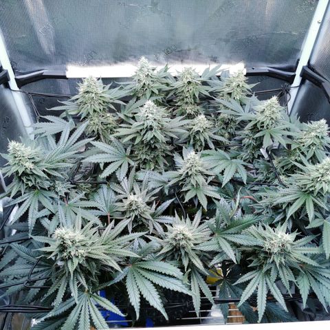 Cookies Kush #2 growlog timeline photo