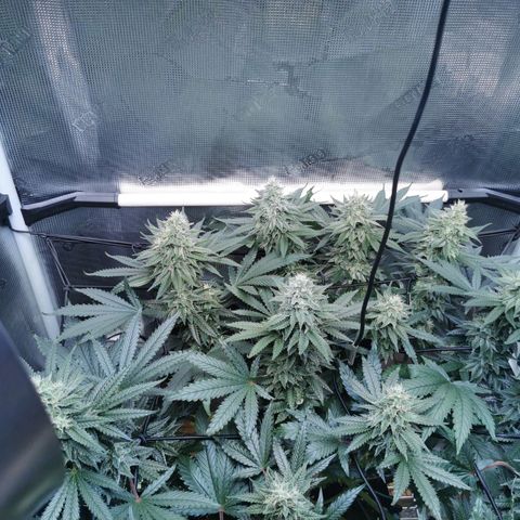 Cookies Kush #2 growlog timeline photo