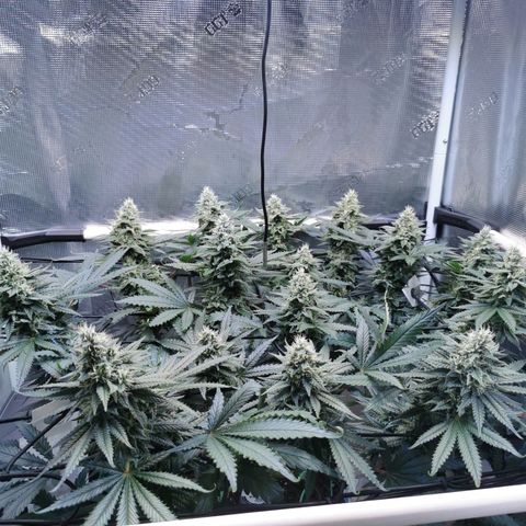 Cookies Kush #2 growlog timeline photo