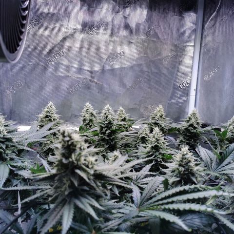 Cookies Kush #2 growlog timeline photo