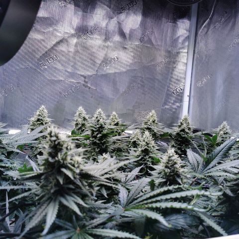 Cookies Kush #2 growlog timeline photo