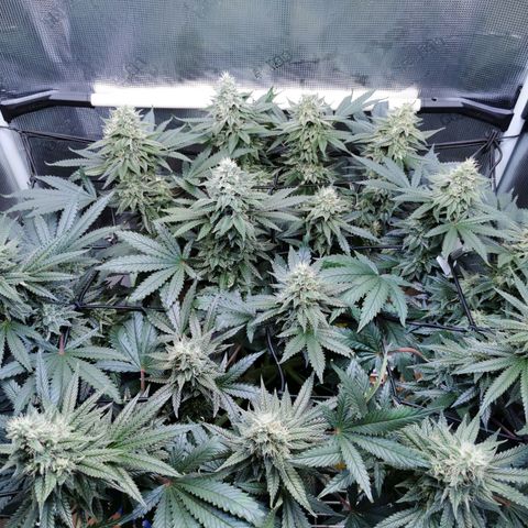 Cookies Kush #2 growlog timeline photo