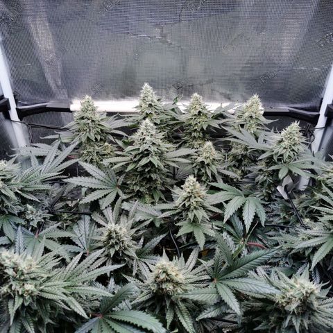 Cookies Kush #2 growlog timeline photo