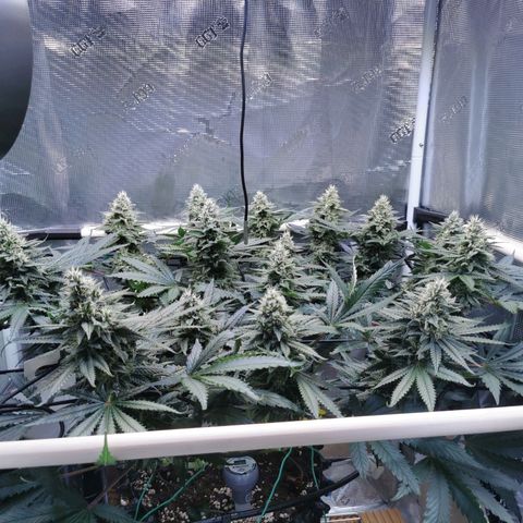 Cookies Kush #2 growlog timeline photo