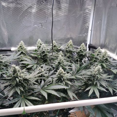 Cookies Kush #2 growlog timeline photo