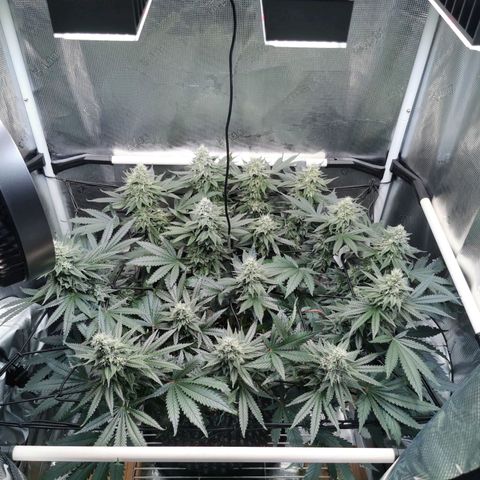 Cookies Kush #2 growlog timeline photo