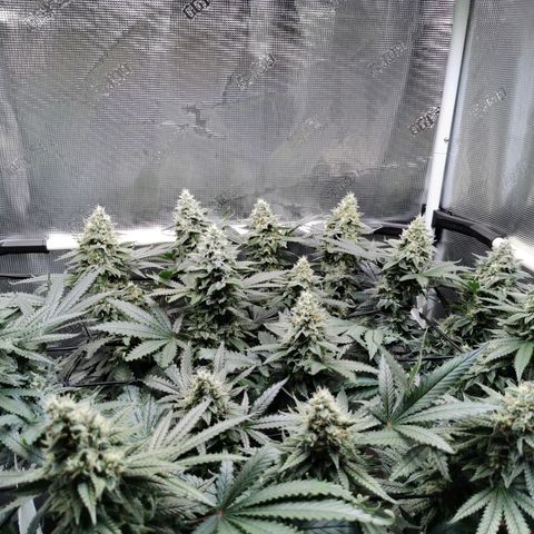 Cookies Kush #2 growlog timeline photo