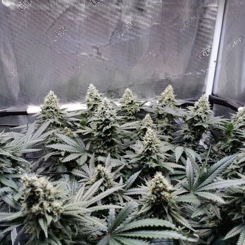 Cookies Kush #2 growlog timeline photo