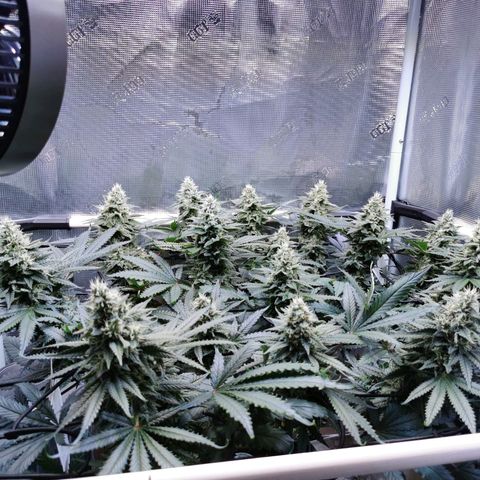 Cookies Kush #2 growlog timeline photo