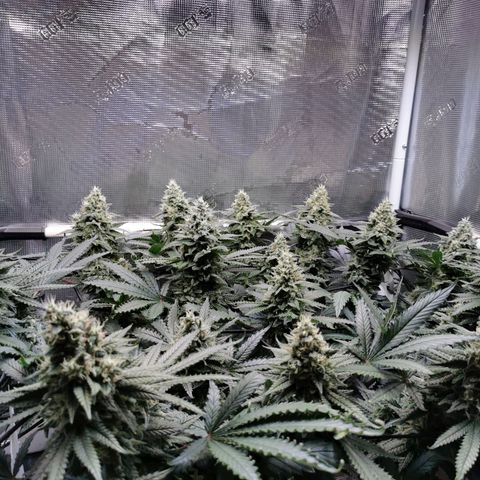 Cookies Kush #2 growlog timeline photo