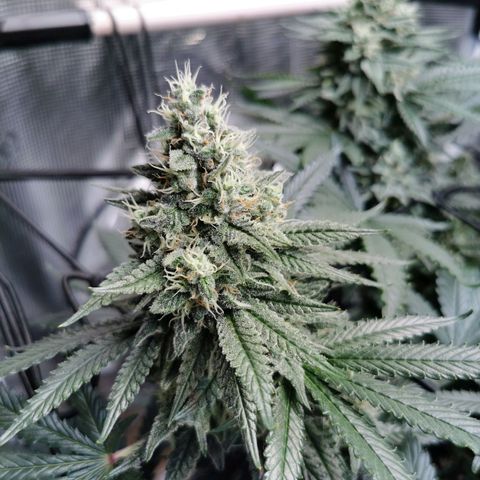 Cookies Kush #2 growlog timeline photo