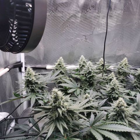 Cookies Kush #2 growlog timeline photo