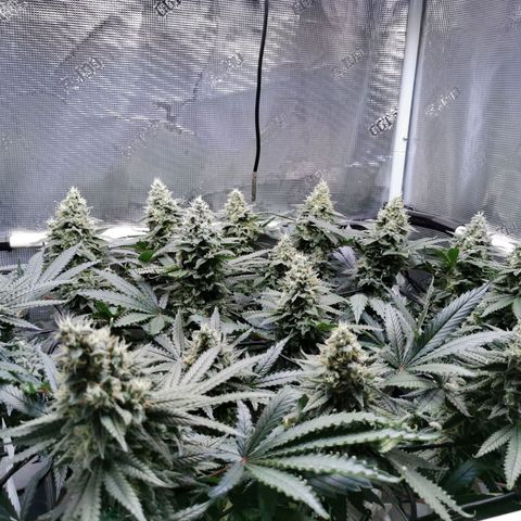 Cookies Kush #2 growlog timeline photo
