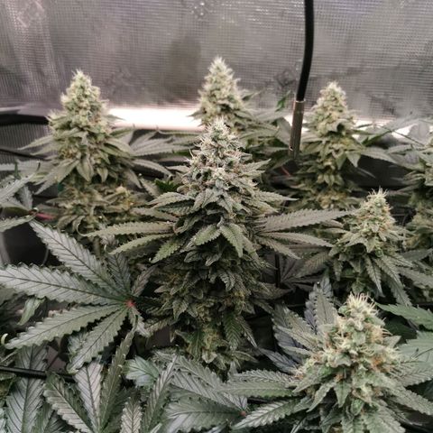 Cookies Kush #2 growlog timeline photo