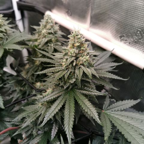 Cookies Kush #2 growlog timeline photo