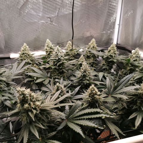 Cookies Kush #2 growlog timeline photo