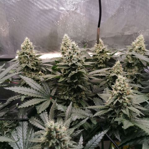 Cookies Kush #2 growlog timeline photo