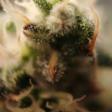 Cookies Kush #2 growlog timeline photo
