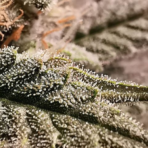 Cookies Kush #2 growlog timeline photo