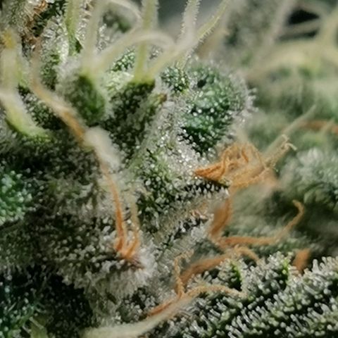 Cookies Kush #2 growlog timeline photo