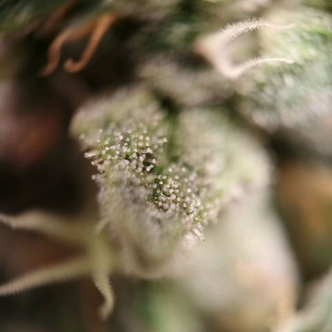 Cookies Kush #2 growlog timeline photo