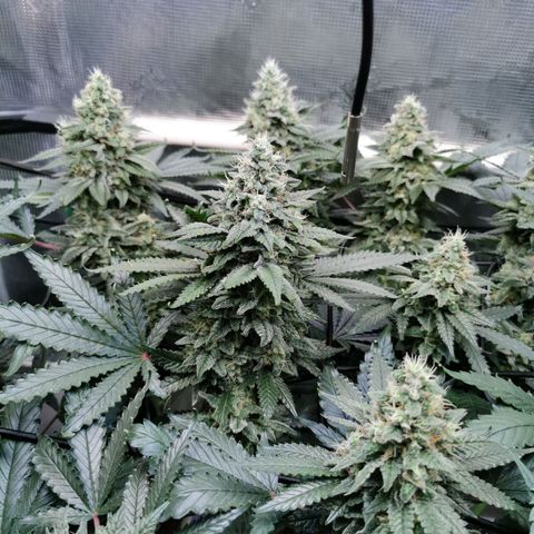 Cookies Kush #2 growlog timeline photo