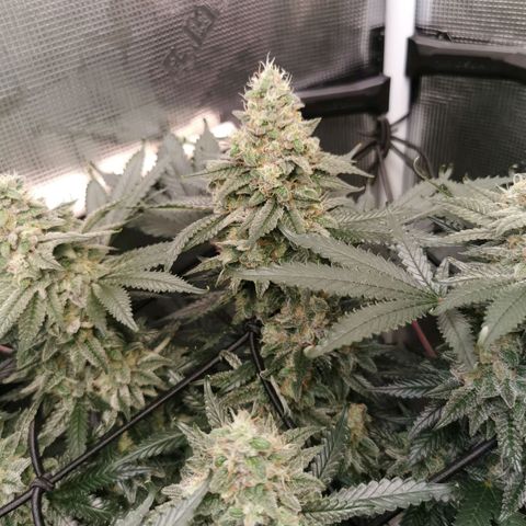 Cookies Kush #2 growlog timeline photo