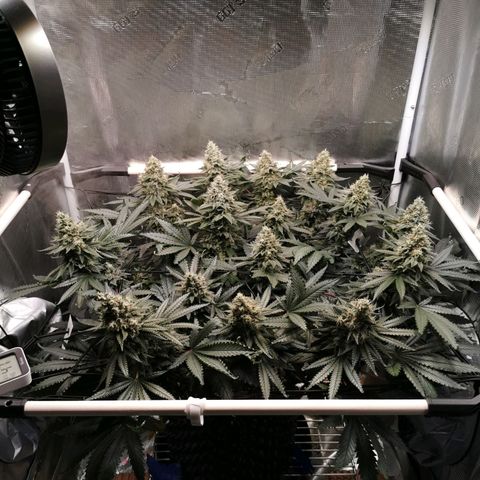 Cookies Kush #2 growlog timeline photo