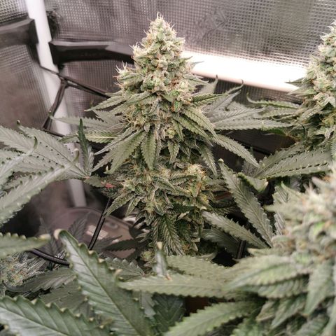 Cookies Kush #2 growlog timeline photo