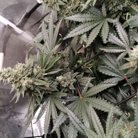 Cookies Kush #2 growlog timeline photo