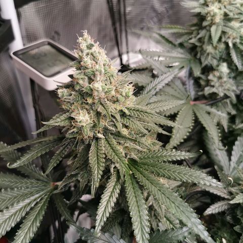 Cookies Kush #2 growlog timeline photo
