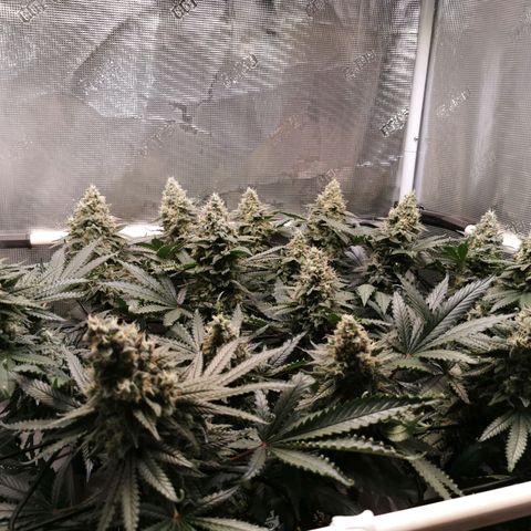 Cookies Kush #2 growlog timeline photo