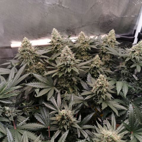 Cookies Kush #2 growlog timeline photo