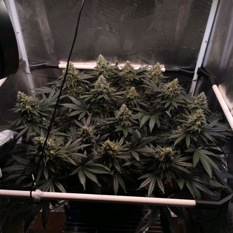 Cookies Kush #2 growlog timeline photo
