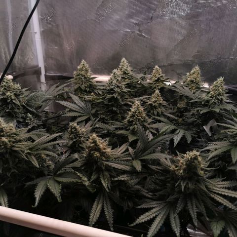 Cookies Kush #2 growlog timeline photo