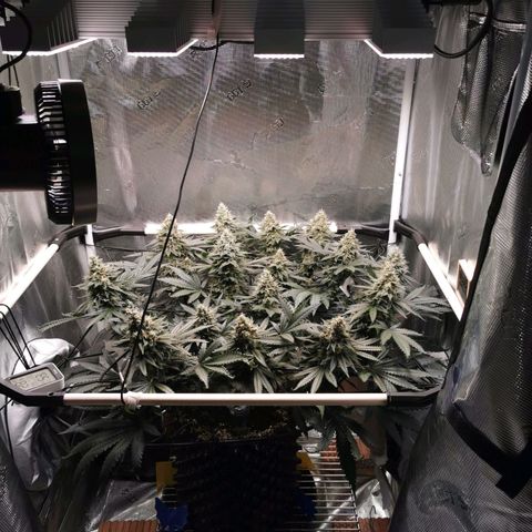 Cookies Kush #2 growlog timeline photo
