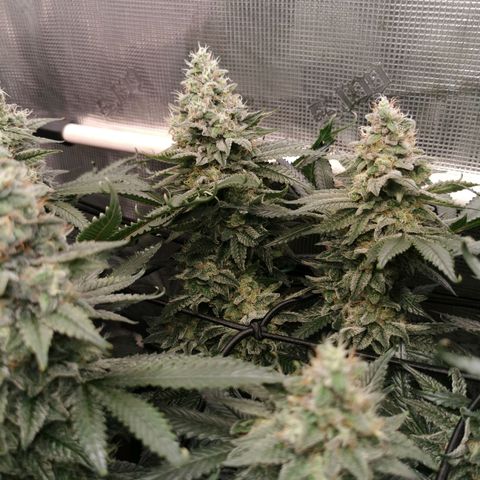 Cookies Kush #2 growlog timeline photo