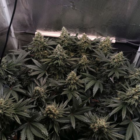 Cookies Kush #2 growlog timeline photo