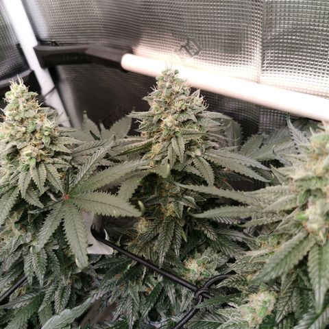 Cookies Kush #2 growlog timeline photo