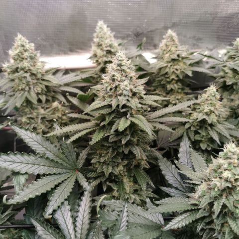 Cookies Kush #2 growlog timeline photo