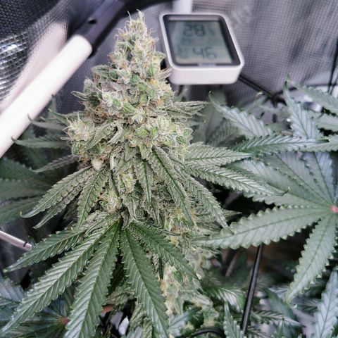 Cookies Kush #2 growlog timeline photo