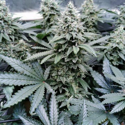Cookies Kush #2 growlog timeline photo