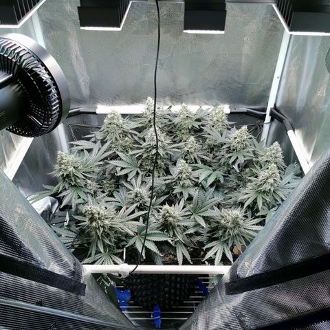 Cookies Kush #2 growlog timeline photo